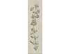 Wallpaper Iksel   Herbier Herb 1 Oriental / Japanese / Chinese