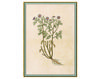 Wallpaper Iksel   Renaissance Herbier Oriental / Japanese / Chinese