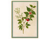 Wallpaper Iksel   Renaissance Herbier Rh 13 Oriental / Japanese / Chinese
