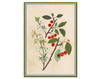 Wallpaper Iksel   Renaissance Herbier RH 18 Oriental / Japanese / Chinese
